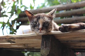 タイ　メーサイ　猫　©アジアしあわせ特急