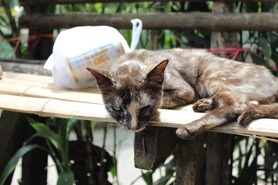 メーサイ　猫　©人見知り系バックパッカーの「アジアしあわせ特急」