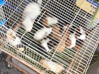 Weekend Market Chatuchak Bangkok (4)