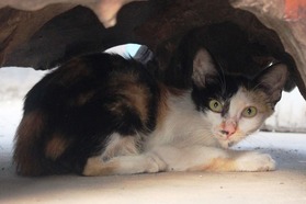 ラオス ビエンチャン 安宿 猫