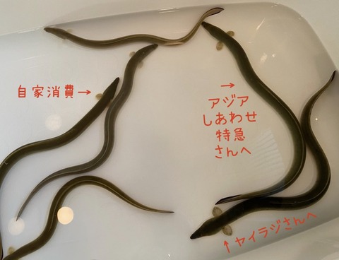 旅の鳴る木 うなぎ