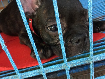 Weekend Market Chatuchak Bangkok (5)