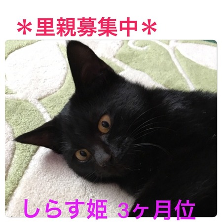 しらす