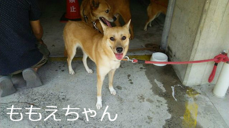BlogPaint
