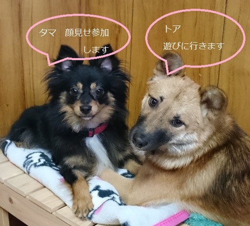 たまとあ