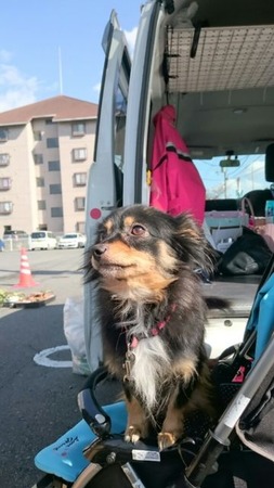 たま