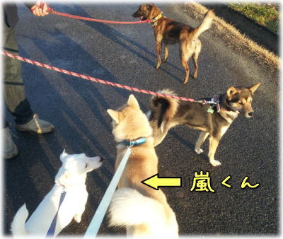 arashi4.jpg