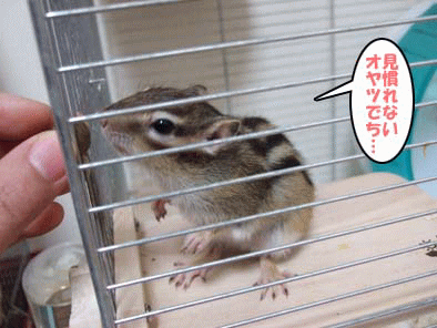 リス団子 十兵衛サマと愉快な家族 リス団子 十兵衛サマと愉快な家族