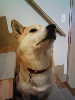 ポン先生の顔筋体操 柴犬ポンポンの教え ポン先生の顔筋体操 柴犬ポンポンの教え