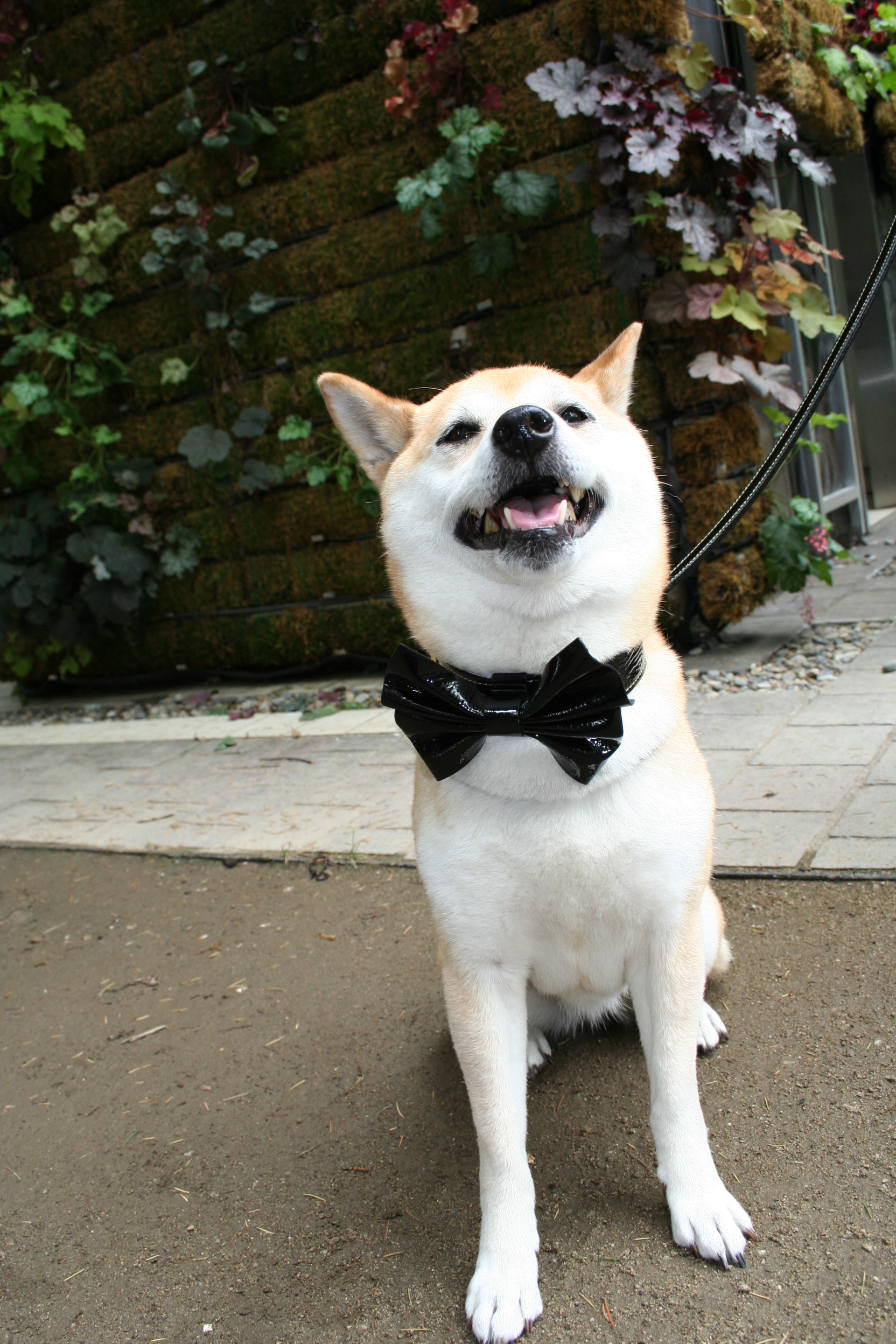 首輪自慢 柴犬ポンポンの教え