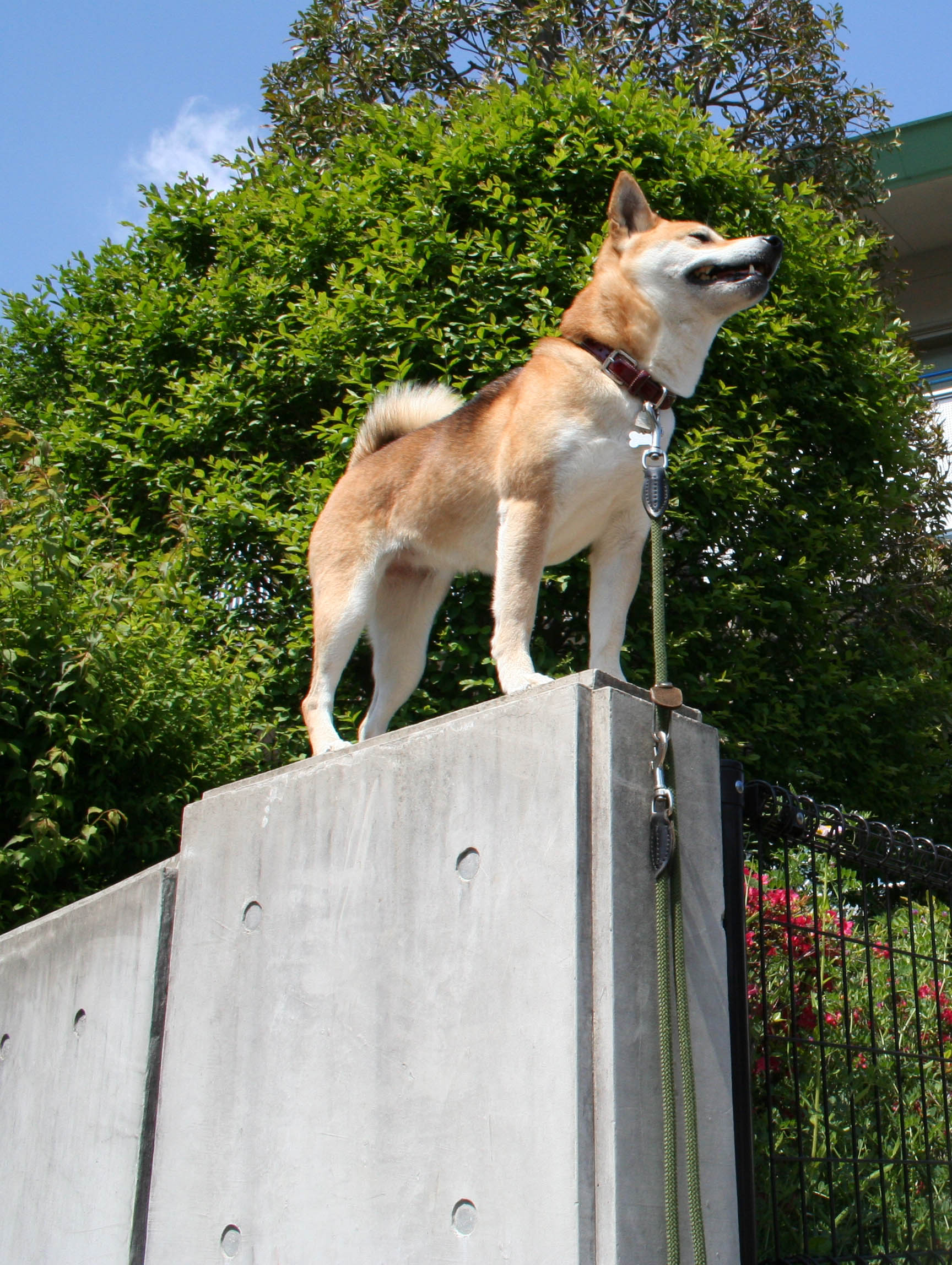 犬の香り 柴犬ポンポンの教え
