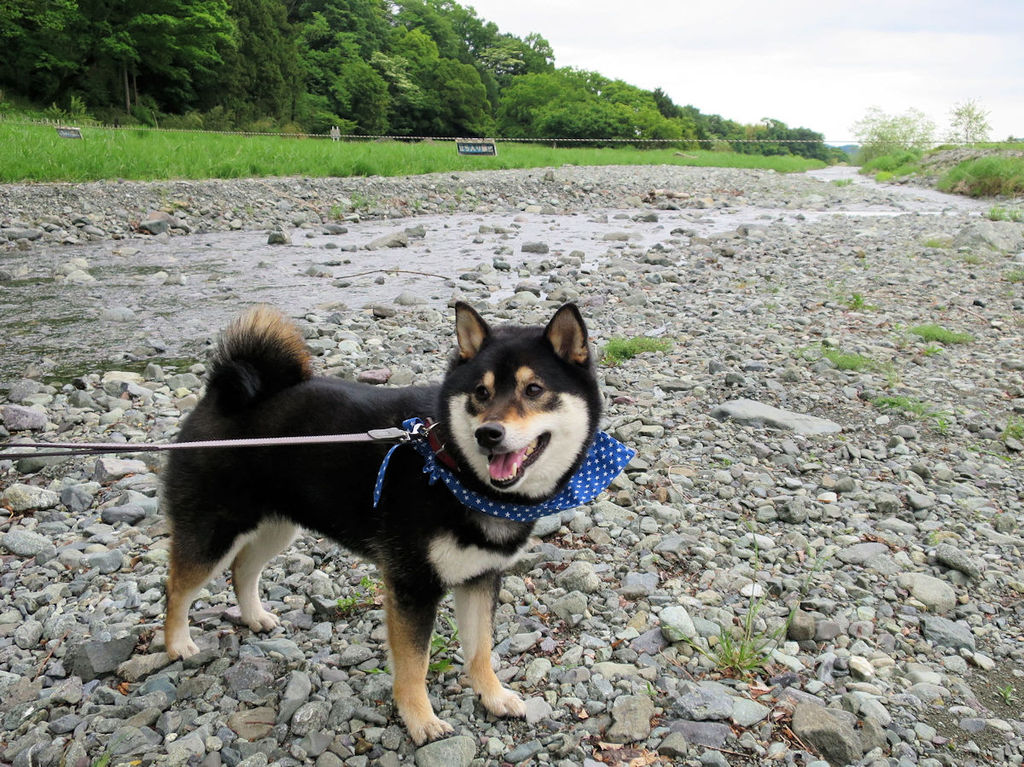 秦野戸川公園でわんこ水遊びエリアを発見 全力わんこ 秦野戸川公園でわんこ水遊びエリアを発見 全力わんこ