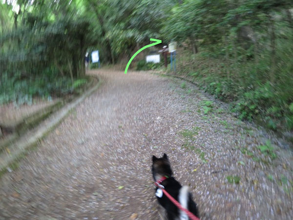 生田緑地に行ってきたよ 全力わんこ