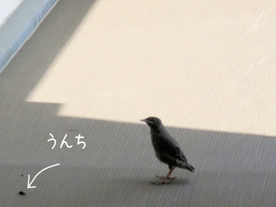 いつここ鳥が巣立っていったよ 全力わんこ いつここ鳥が巣立っていったよ 全力わんこ