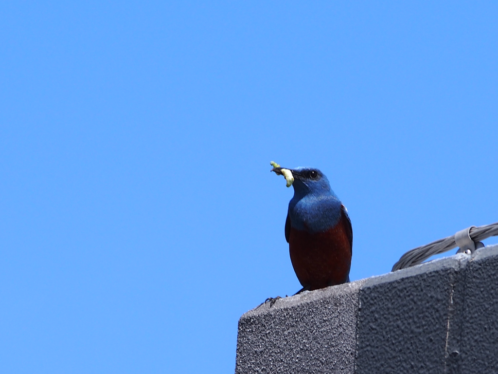 いつここ鳥が巣立っていったよ 全力わんこ いつここ鳥が巣立っていったよ 全力わんこ