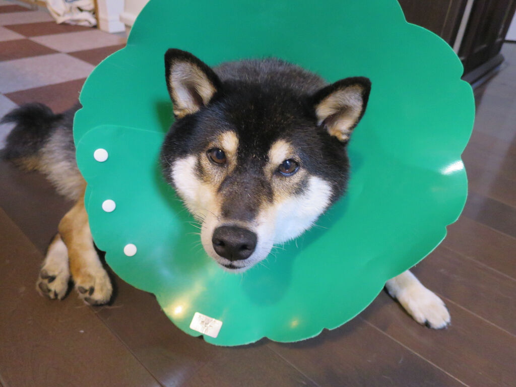 突然のエリカラ生活です 全力わんこ 突然のエリカラ生活です 全力わんこ