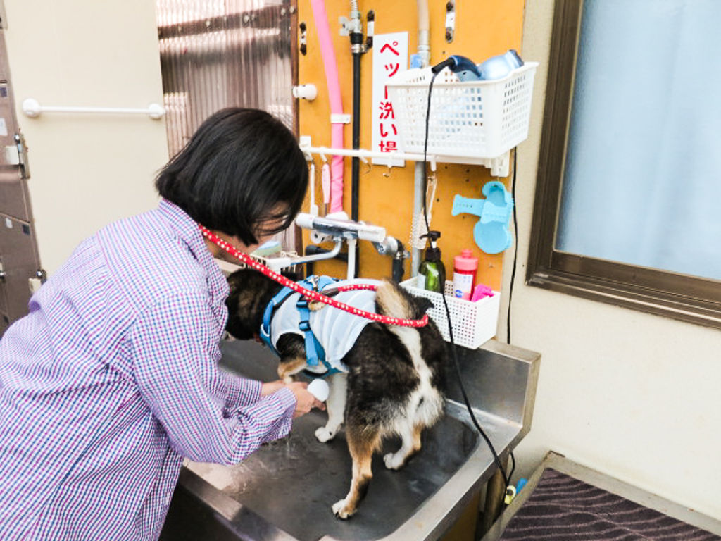 体育の日の連休は伊豆でハッスル その２ お泊まりは弓ヶ浜 全力わんこ