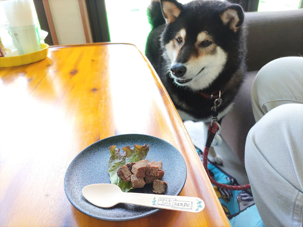 夏休み前半戦は白馬へゴー！（その1 八方尾根うさぎ平） : 全力わんこ！