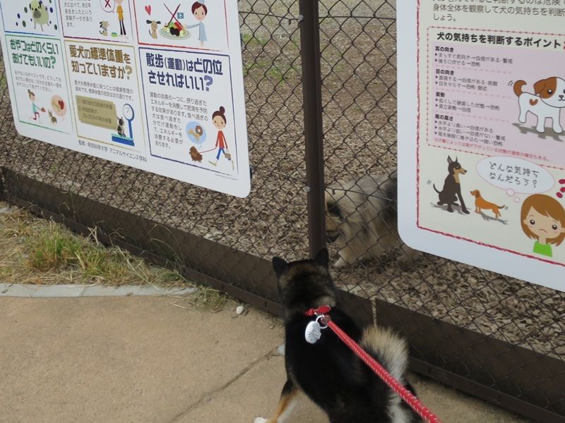 夏休みは清里だよ その1 アウトレットにゴー 全力わんこ