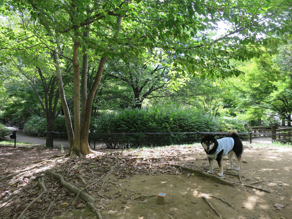 夏の志賀高原を満喫だよ その1 池めぐりへゴー 全力わんこ 夏の志賀高原を満喫だよ その1 池めぐりへゴー 全力わんこ