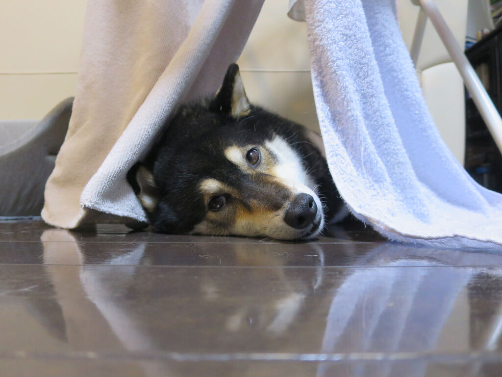 暑いから夏なんだけれどそれにしても暑いよ 全力わんこ