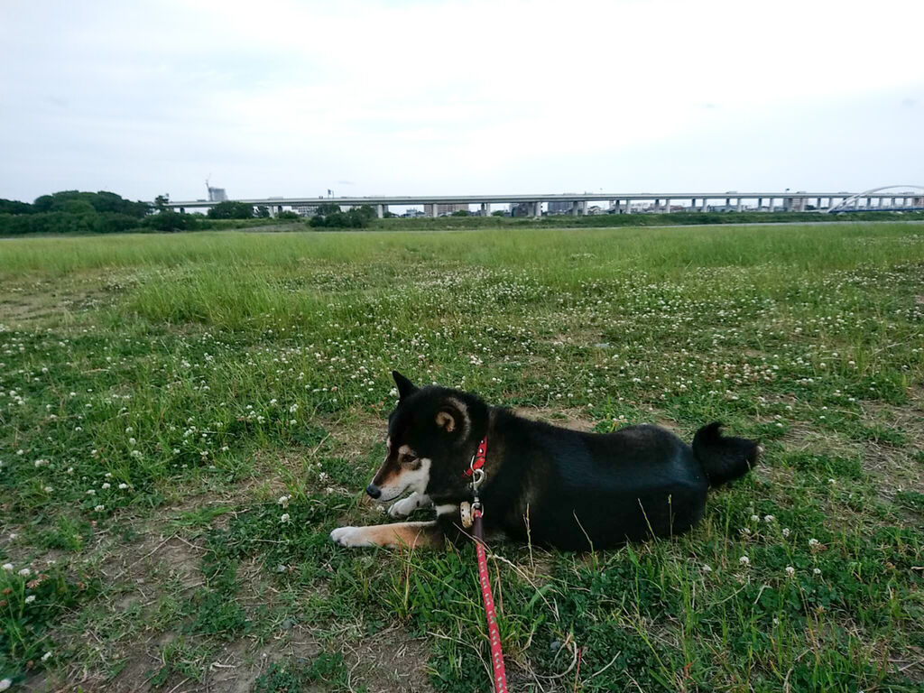 相模川の源流をたどりたいと思ったんだよ 全力わんこ 相模川の源流をたどりたいと思ったんだよ 全力わんこ