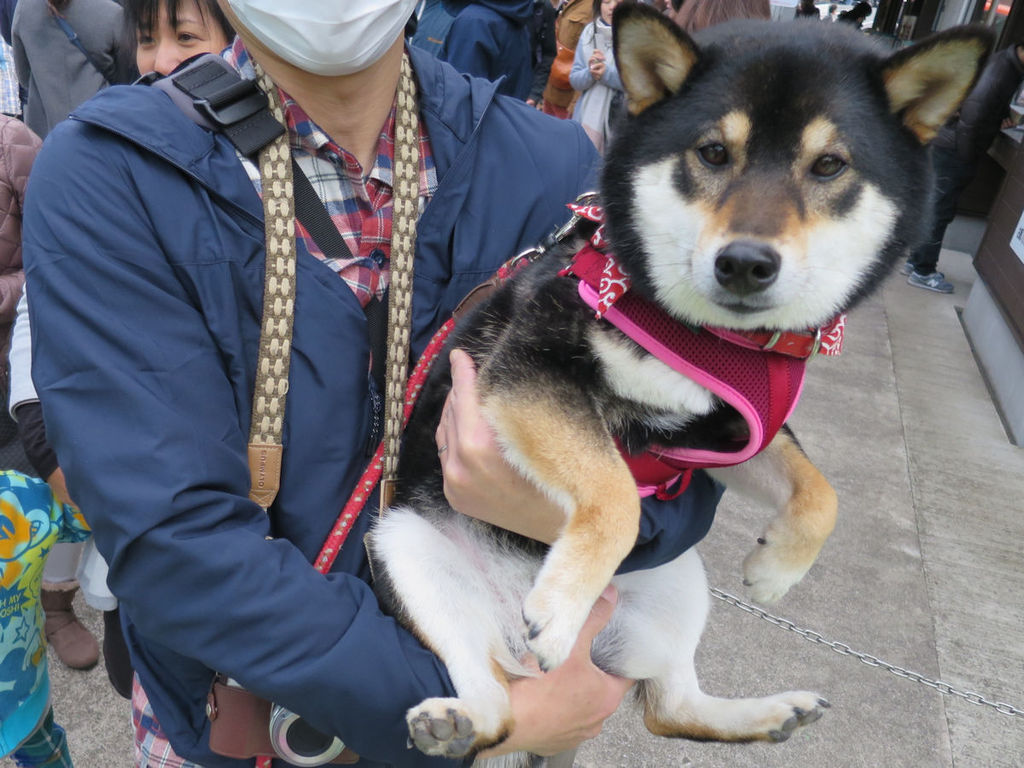 新しいハーネスでアウトドアもバッチリだね 全力わんこ