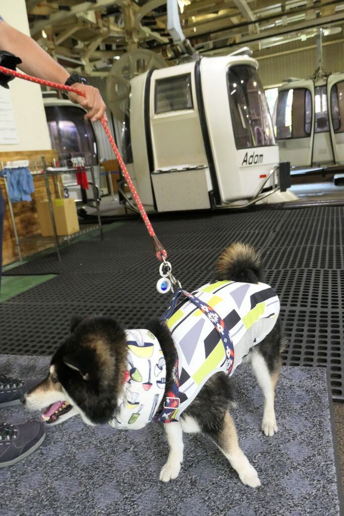夏休み前半戦は白馬へゴー！（その1 八方尾根うさぎ平） : 全力わんこ！