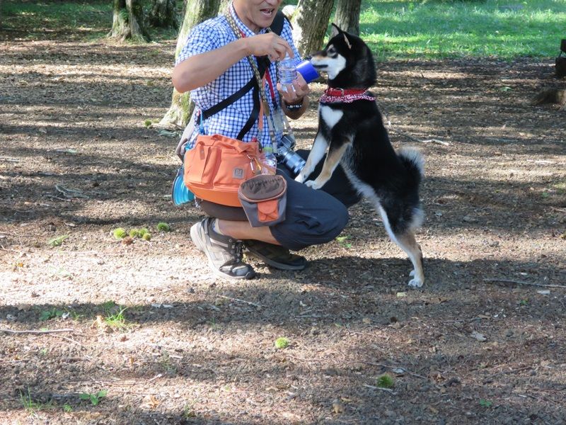 お散歩バッグを買い換えたよ 全力わんこ
