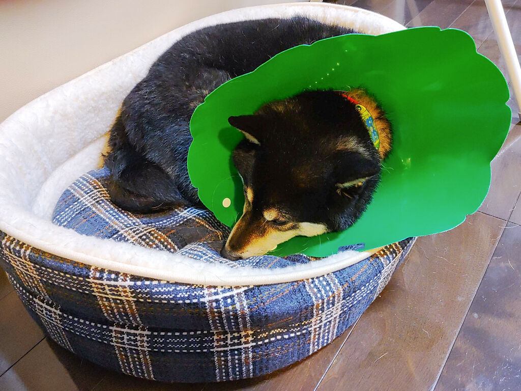 生爪はがしてしょんぼり年明け 全力わんこ 生爪はがしてしょんぼり年明け 全力わんこ