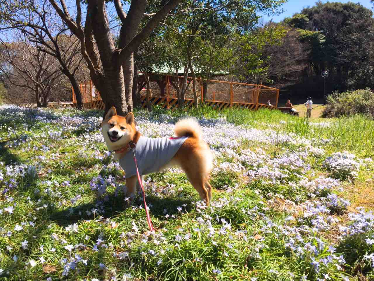 犬連れで葛西臨海公園 葛西海浜公園 うにログ