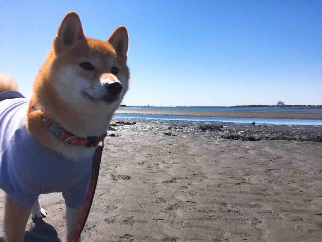 犬連れで葛西臨海公園 葛西海浜公園 うにログ
