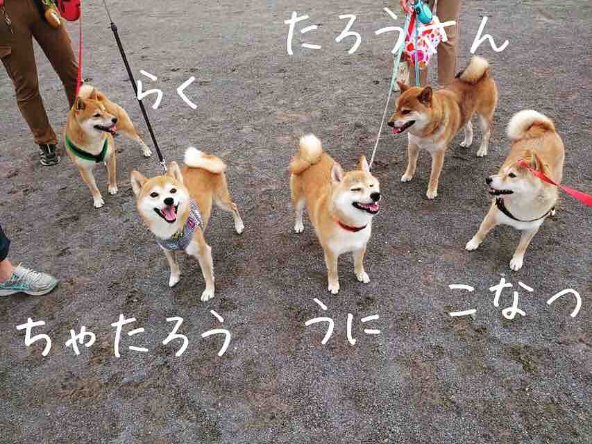 赤柴ふぁいぶ結成 うにログ 赤柴ふぁいぶ結成 うにログ