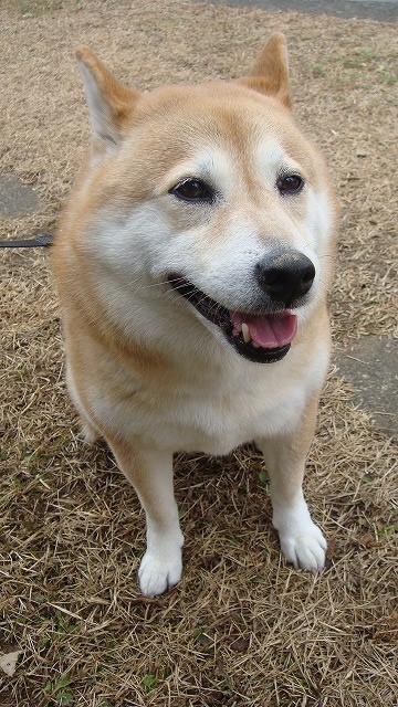 柴犬 ラッキー 動物病院tac たばる動物病院 宮崎市 柴犬 ラッキー 動物病院tac たばる動物病院 宮崎市