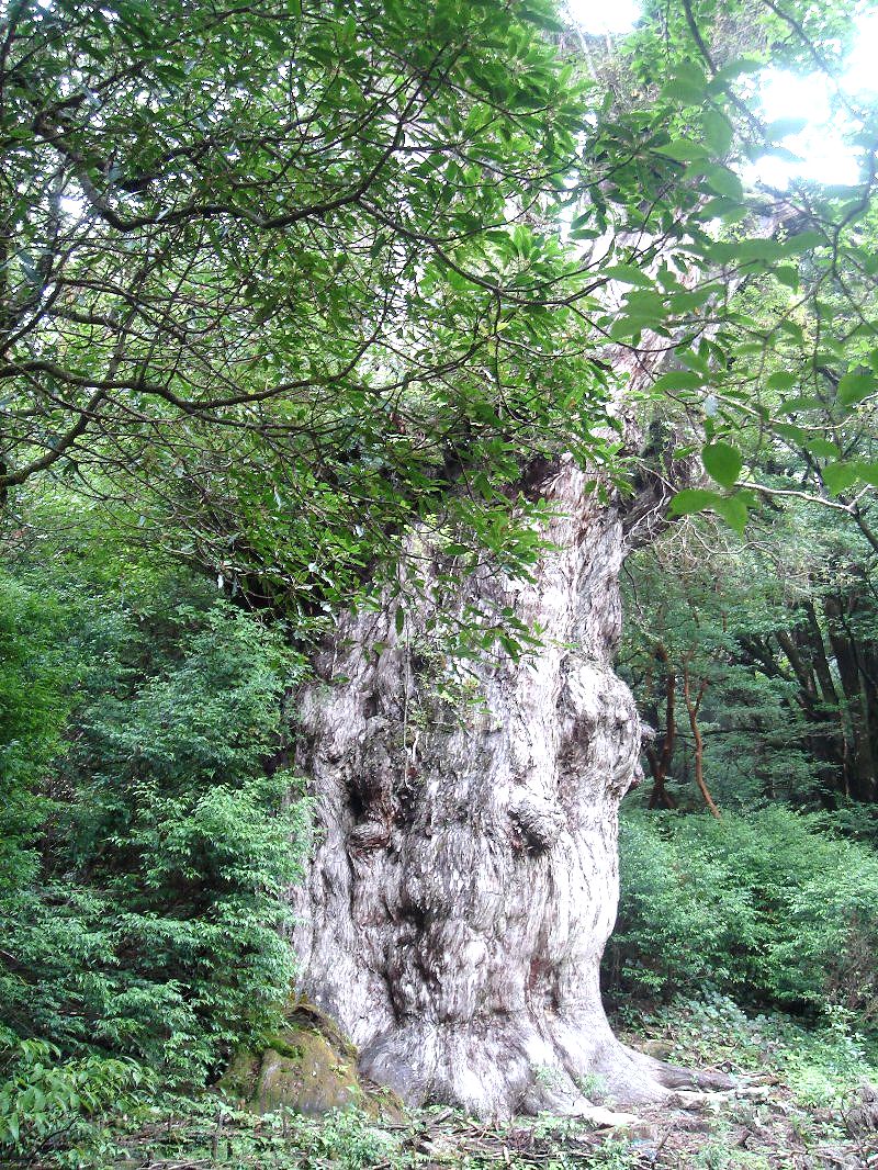 101009-03yakushima