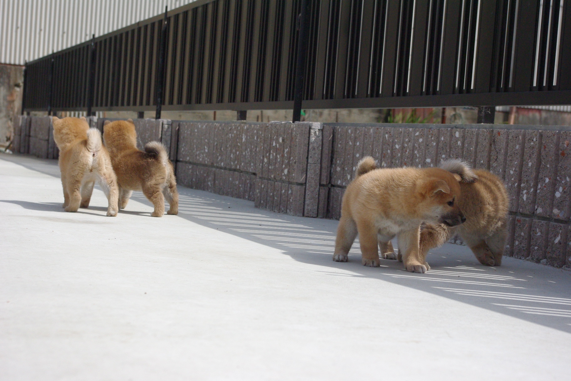 子犬ドッグラン 柴犬広場アキの の んびりブログ