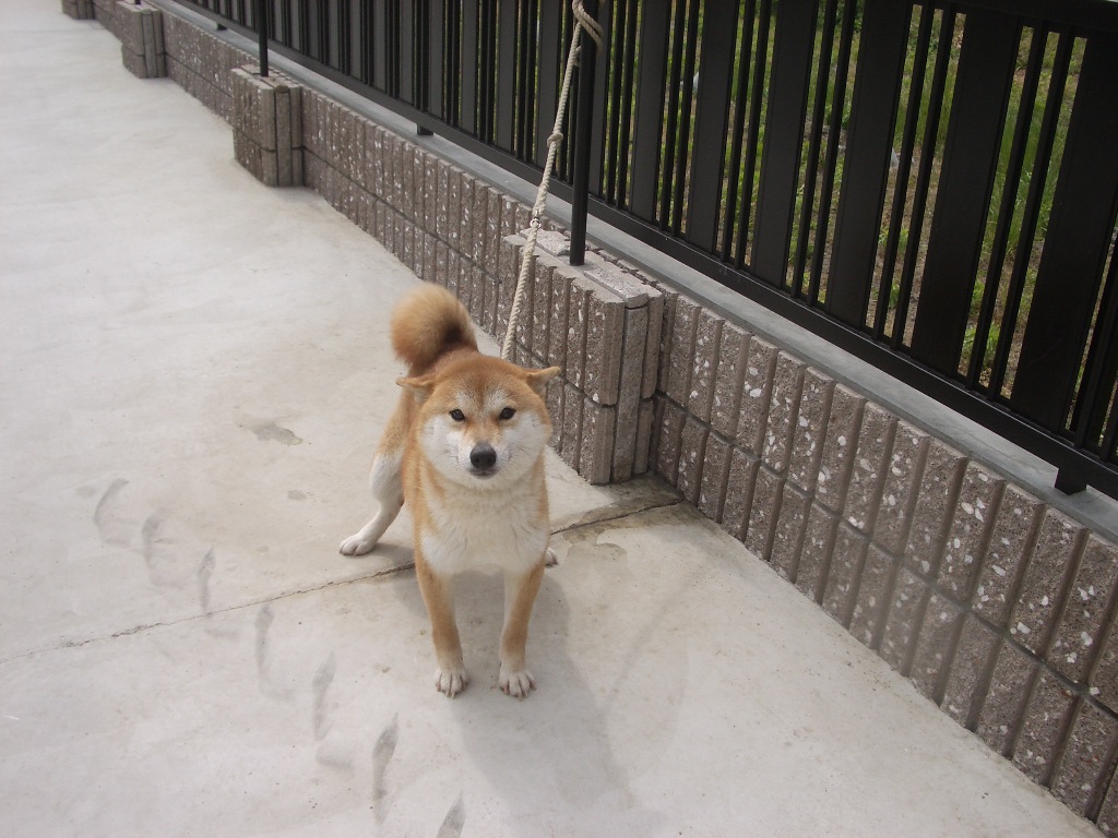 子犬情報 柴犬広場アキの の んびりブログ