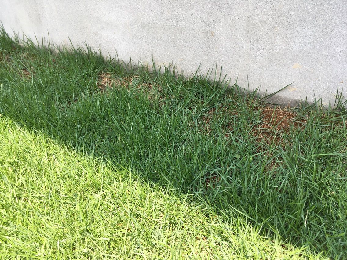 2年目の庭 芝生メイン パワービルダーの建売に暮らすblog