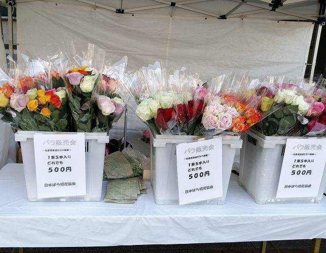 yokohama_rose5