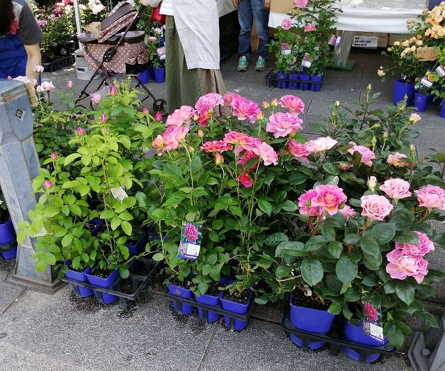 yokohama_rose3