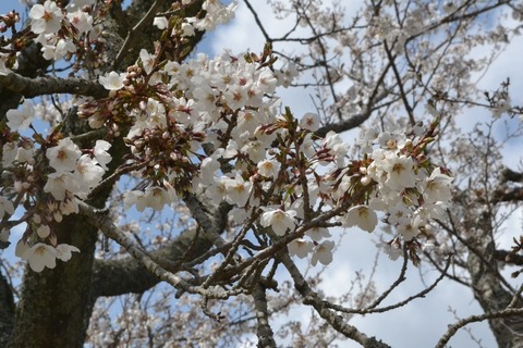 sakura2