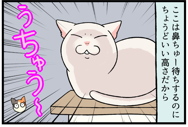 20260701スーちゃんのお気に入り2