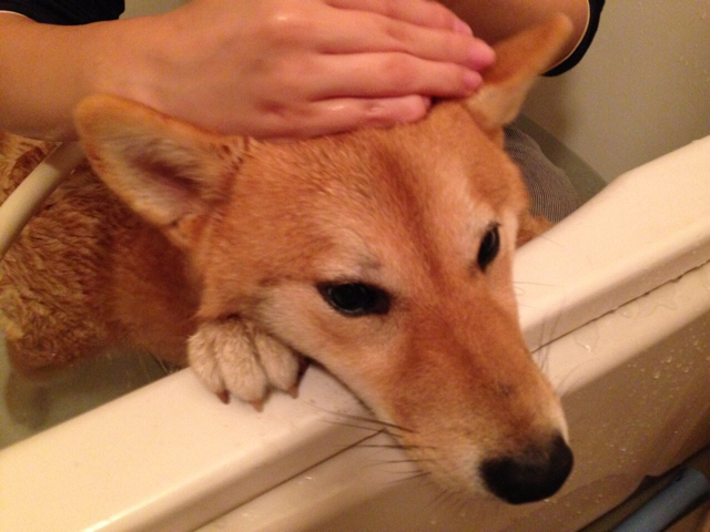 わんこをお風呂に入れるのは戦争か 柴犬どんぐり三毛猫たんぽぽ Powered By ライブドアブログ わんこをお風呂に入れるのは戦争か 柴犬どんぐり三毛猫たんぽぽ Powered By ライブドアブログ