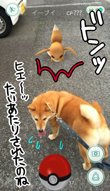 本当にそこにいるみたい ポケモンと柴犬のコラボ写真 柴犬どんぐり三毛猫たんぽぽ Powered By ライブドアブログ