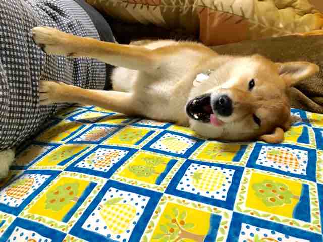 寝相でみる柴犬の深層心理 柴犬どんぐり三毛猫たんぽぽ Powered By ライブドアブログ