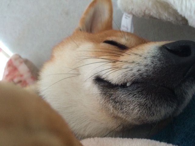 柴犬 飼い主と枕を並べて寝るようになる 柴犬どんぐり三毛猫たんぽぽ Powered By ライブドアブログ 柴犬 飼い主と枕を並べて寝るようになる 柴犬どんぐり三毛猫たんぽぽ Powered By ライブドアブログ