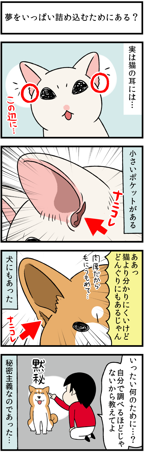 20211203猫の秘密2