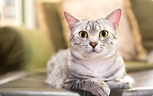 mv_library_cat_egyptianmau