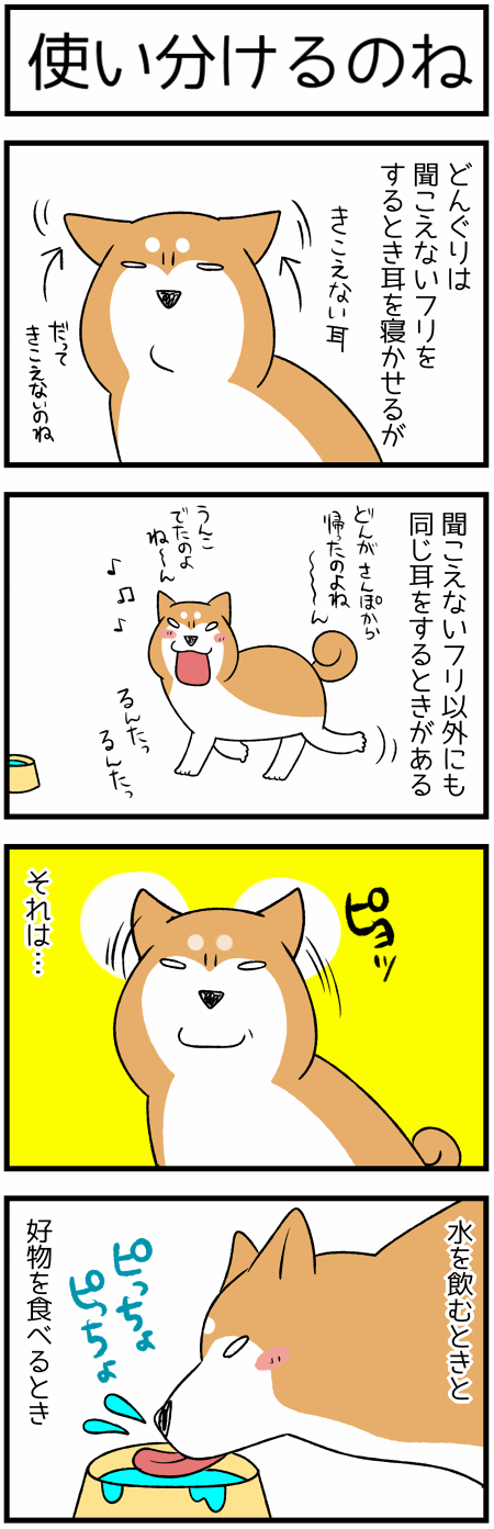 20200726柴犬の耳のひみつ1