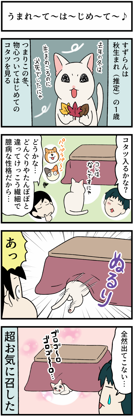 20211125コタツと白猫1